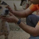 animal in disaster